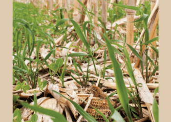 Management-Intensive Agronomy