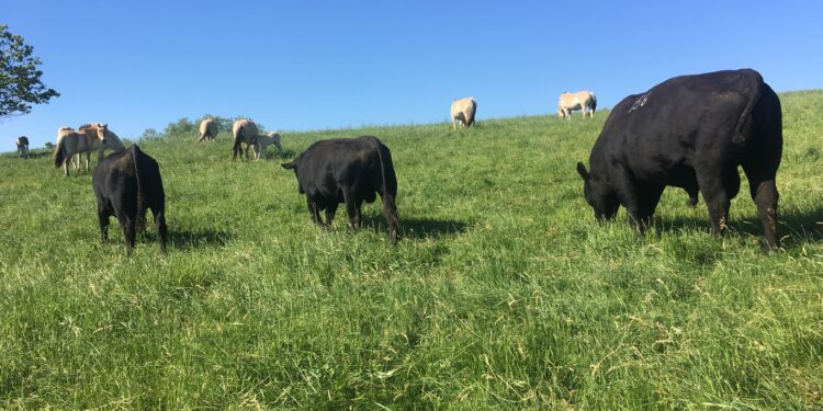 Principles for Managing Horses on Pasture