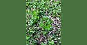 Foliar Feeding Cover Crops?