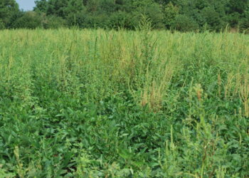 November 2024 • Issue #641