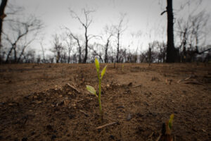 Ecological Succession