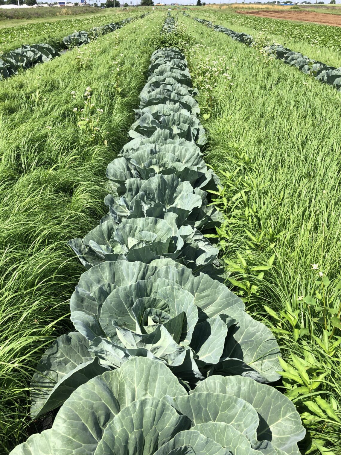 Past and Present Practices - Acres U.S.A.® Magazine