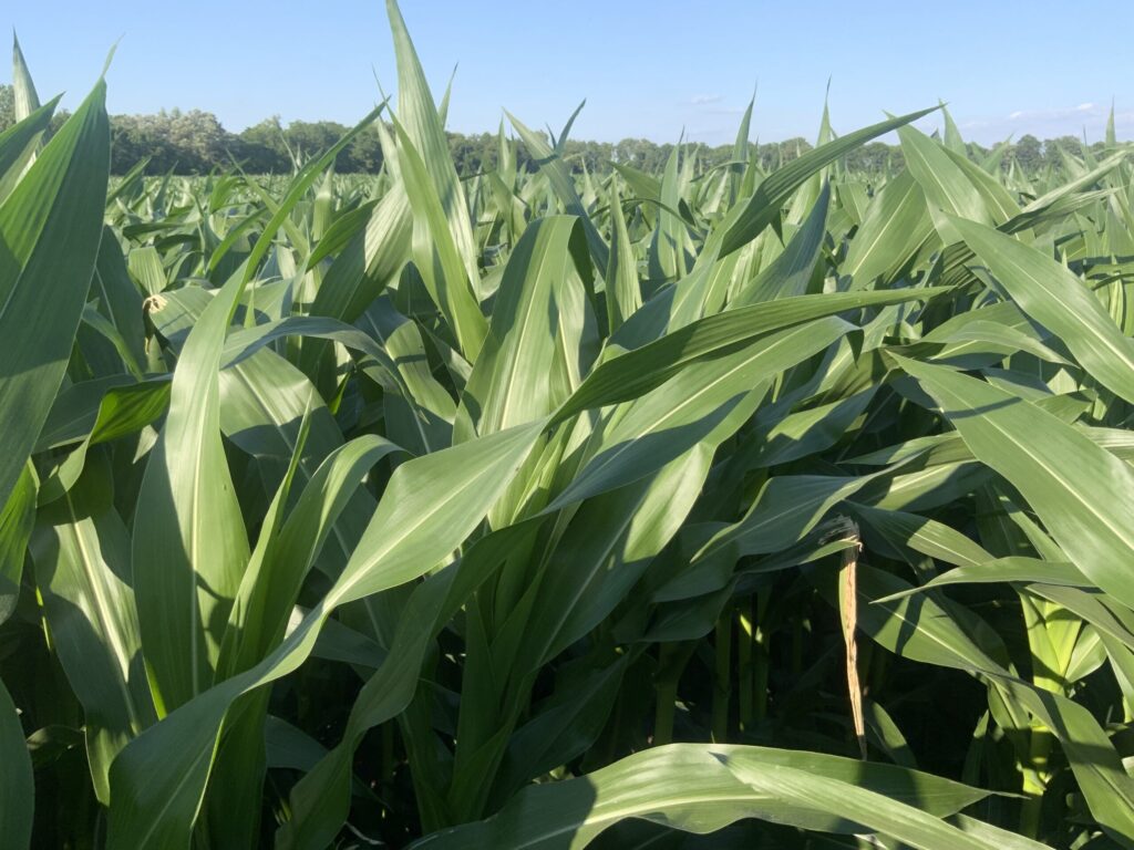 Organic corn — Our organic corn certainly looks good this year.