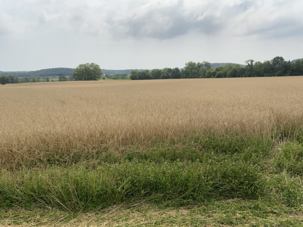 Rye underseeded with clover — You can plant wheat after soybeans or rye and frost-seed clover in the spring, get a small grain harvest, and have the benefits of all that clover growing.