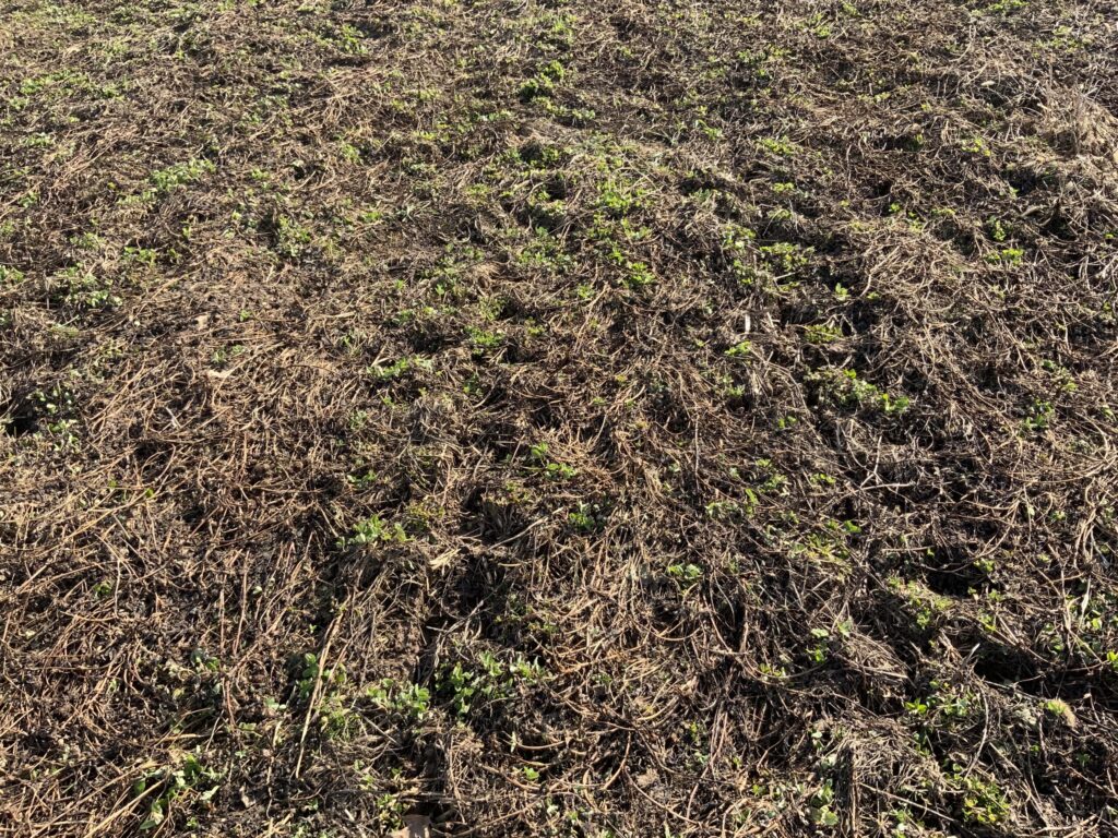 A soil blanket — Keep the soil covered as much as possible with crop residues and living plants.