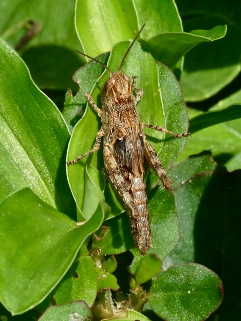Grasshopper (ChriKo, Wikimedia)