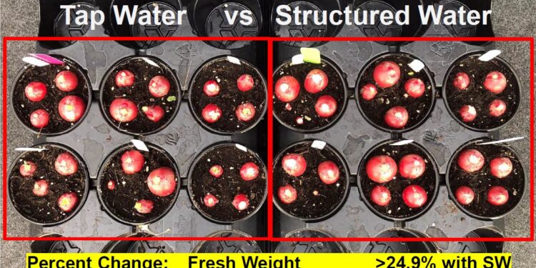 The Vortex of Health