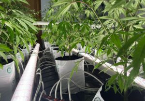 Hide It Under a Bushel?