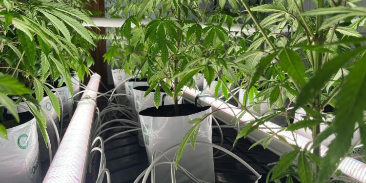 Hide It Under a Bushel?