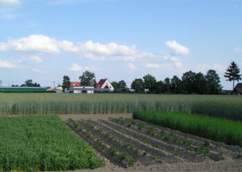 Norfolk rotation (Leslaw Zimny, Wikimedia)