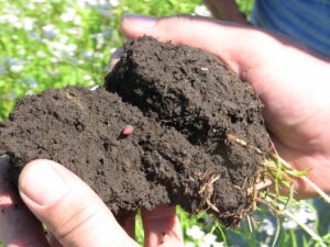 A Multiplicity of Microbes