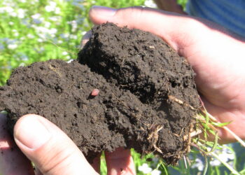 A Multiplicity of Microbes