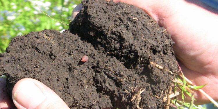 A Multiplicity of Microbes