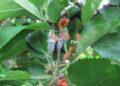 Apple blossoms infected with fire blight.