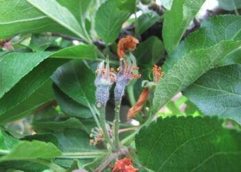 Apple blossoms infected with fire blight.