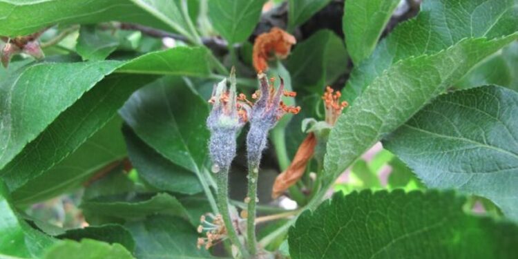 Apple blossoms infected with fire blight.