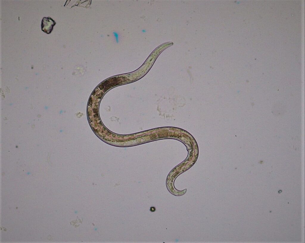 Nematodes thrive even in Chile’s Atacama Desert, where there is almost no rainfall, high salt levels in the soil, and dramatic temperature swings.