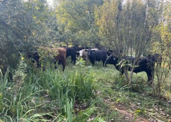Cattle in a savanna (Mark Shepard)