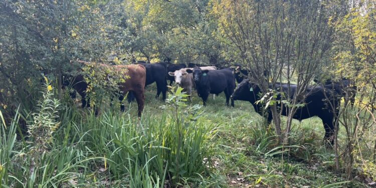 Cattle in a savanna (Mark Shepard)