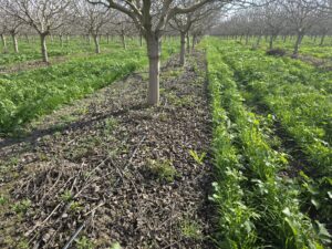 Rethinking Orchard Sanitation