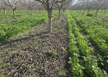 Rethinking Orchard Sanitation