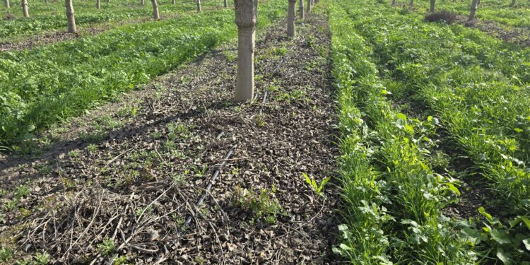 Rethinking Orchard Sanitation