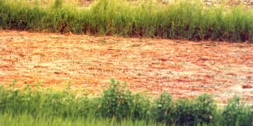 Of Fertilizers and Paradoxes