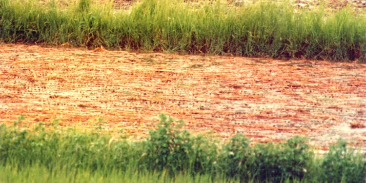 Of Fertilizers and Paradoxes