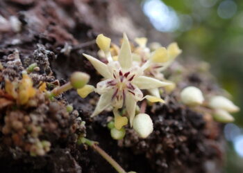 Cacao (Louis Aureglia, Wikimedia)