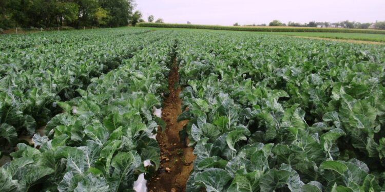 Kale (Melvin Fisher)