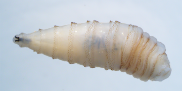 Screwworm Is Back
