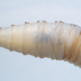 Screwworm Is Back