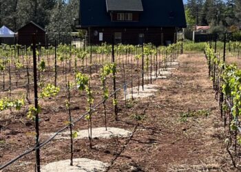 A young test vineyard with trials of mulched and unmulched rows.