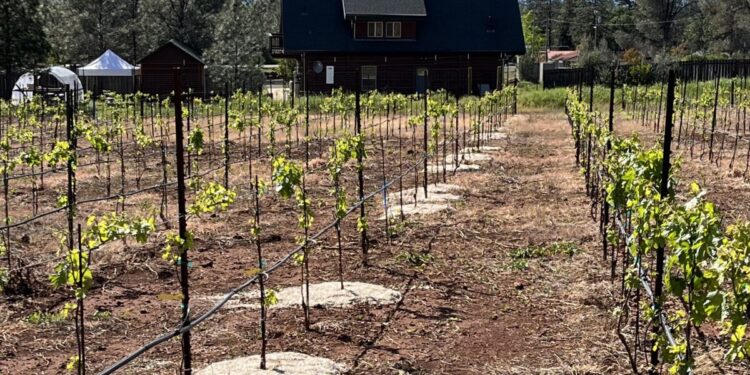 A young test vineyard with trials of mulched and unmulched rows.