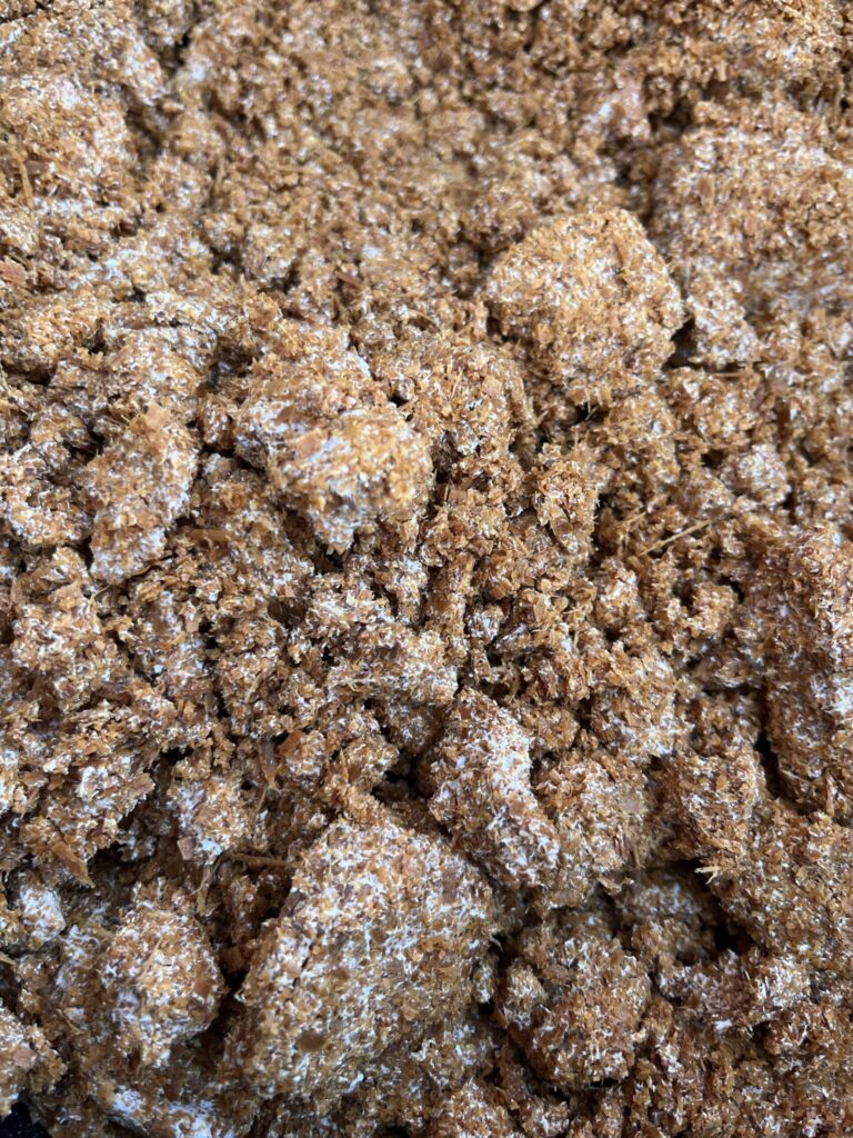 Wine cap mushroom spawn on sawdust.