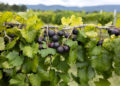Muscadines grow at the Arkansas Fruit Research Station in Clarksville.