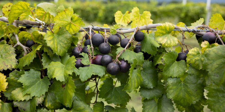 Muscadines grow at the Arkansas Fruit Research Station in Clarksville.