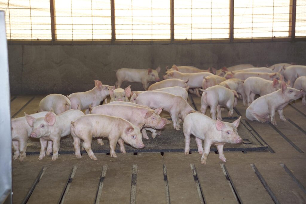 Commercial pigs fed oregano and rosemary extracts performed better in research trials than those given standard doses of an antibiotic and high dietary zinc.