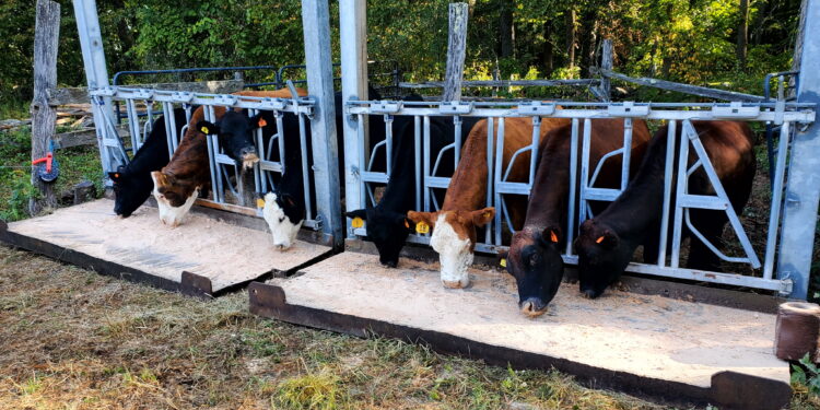 Virtual Fencing for Small-Scale Graziers?