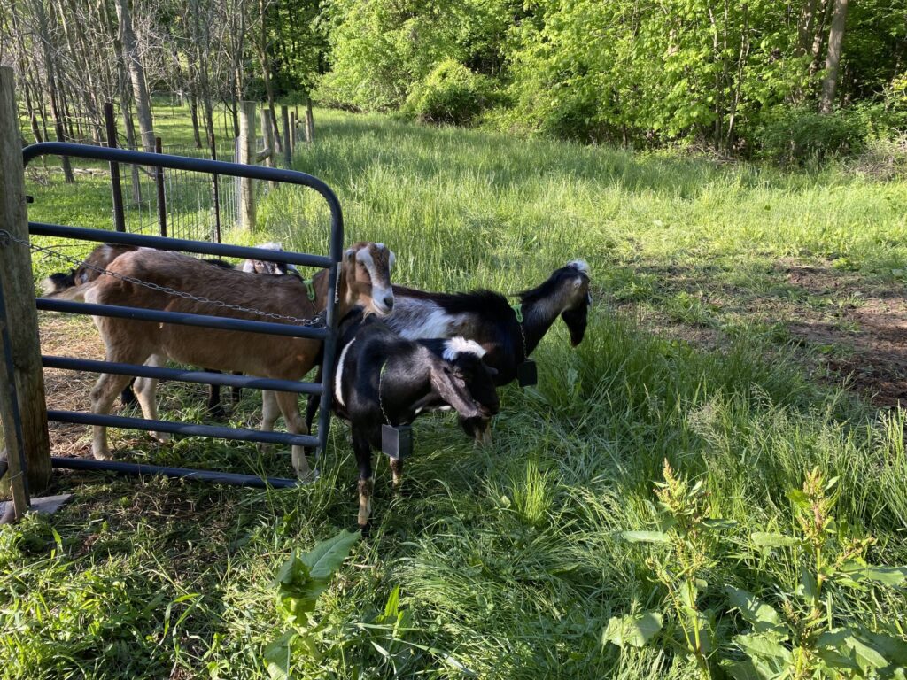 Going out to pasture — The virtual-collar-affixed goats venture out into pasture.