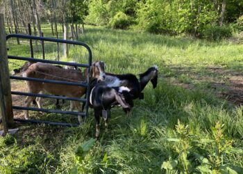 Going out to pasture — The virtual-collar-affixed goats venture out into pasture.