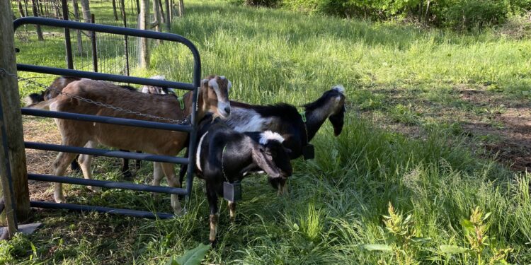 Going out to pasture — The virtual-collar-affixed goats venture out into pasture.