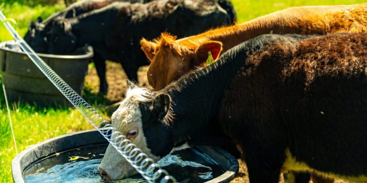 The Hoof, the Whole Hoof, and Nothing but the Hoof