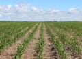 Regenerative Biofuels