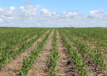 Regenerative Biofuels