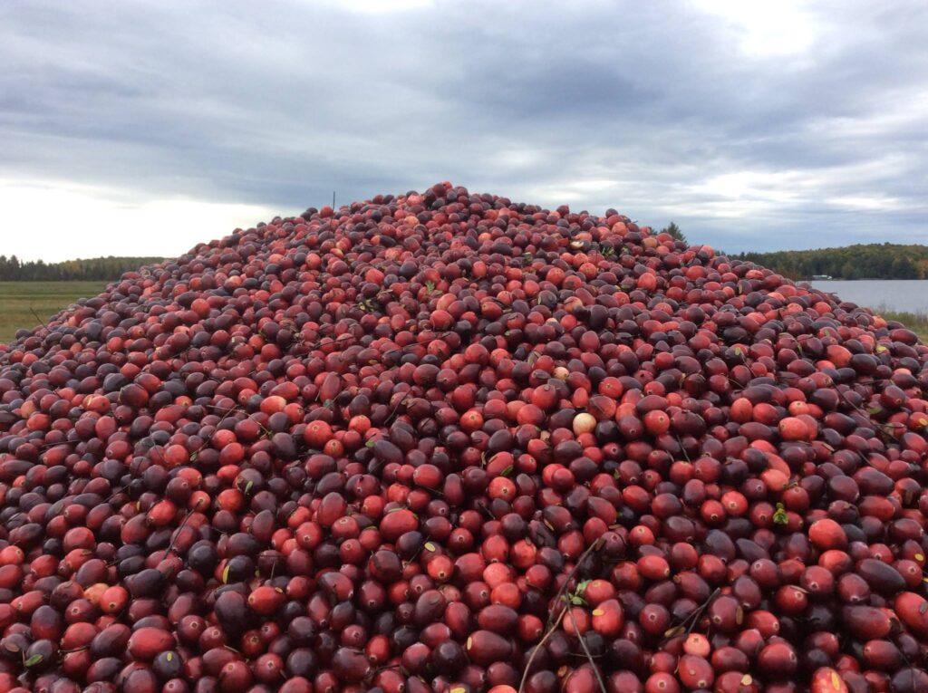 Harvested organic cranberries from James Lake Farms in northern Wisconsin are ready to go to the processing facility.