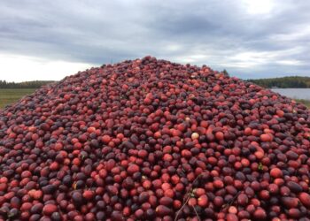 Harvested organic cranberries from James Lake Farms in northern Wisconsin are ready to go to the processing facility.