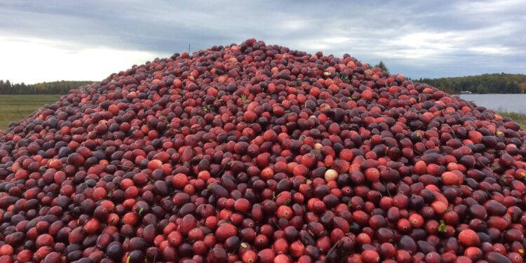 Harvested organic cranberries from James Lake Farms in northern Wisconsin are ready to go to the processing facility.
