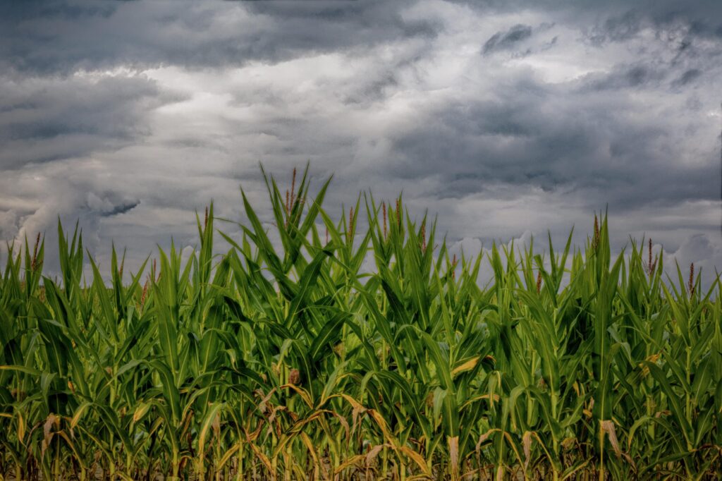 Storm clouds may be approaching for U.S. corn growers — unless they can decouple themselves from large input suppliers.