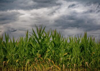 Storm clouds may be approaching for U.S. corn growers — unless they can decouple themselves from large input suppliers.